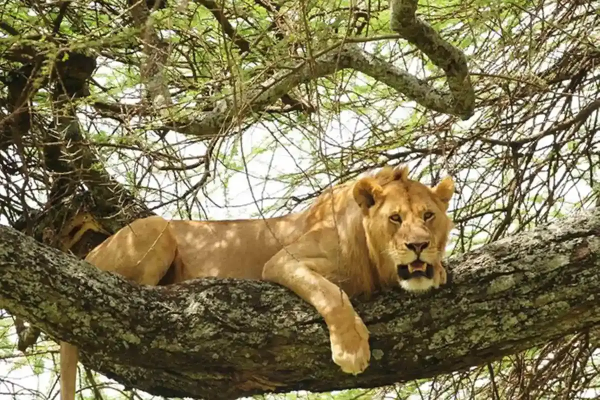 4 Day Arusha Moshi Safari Tarangire Manyara Ngorongoro Kilimanjaro