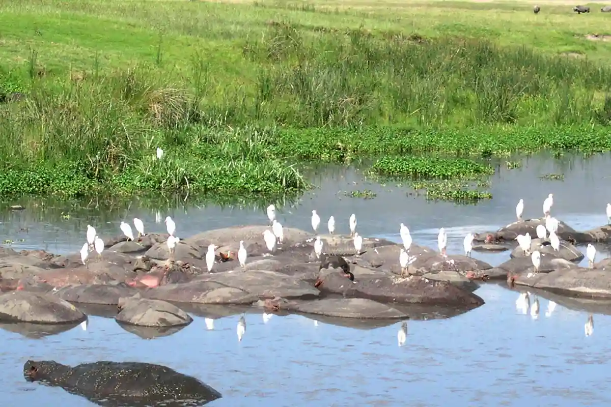4 Days Gran Meliá Arusha, Serengeti & Ngorongoro Crater - 4 Day Tanzania Luxury Safari 2026