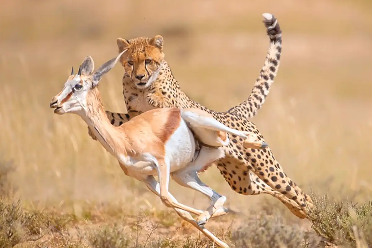 4 Days Honeymoon Safari Serengeti & Ngorongoro - 4 Day Tanzania Luxury Safari 2026