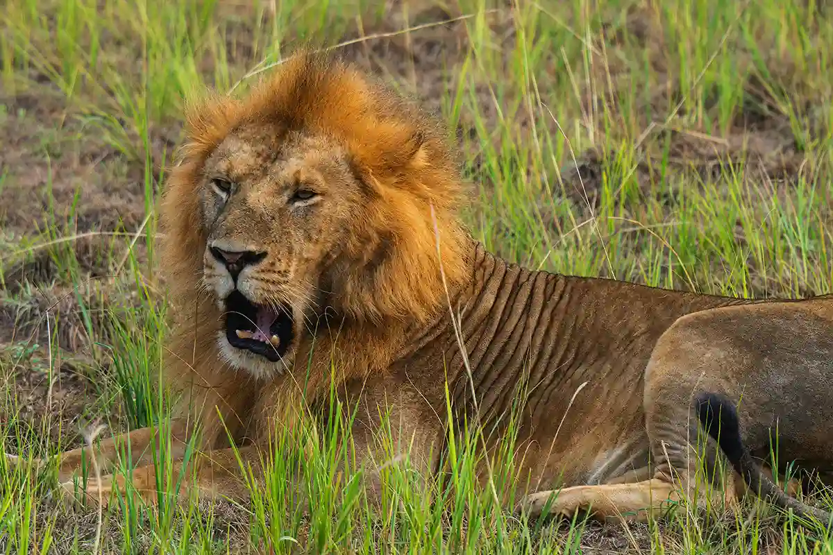 4 Days Luxury Honeymoon Safari Start Moshi