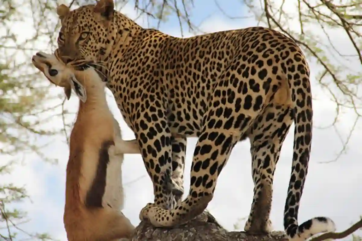 4 Day Tanzania Lodge Safari