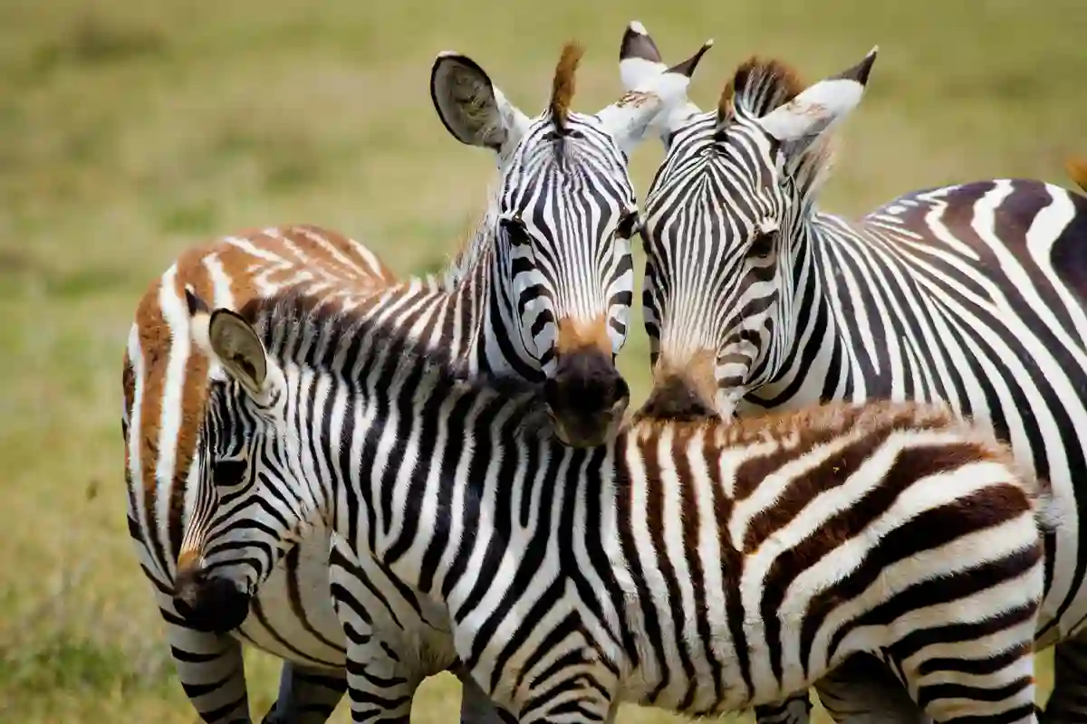 4 Day Tanzania Lodge Safari