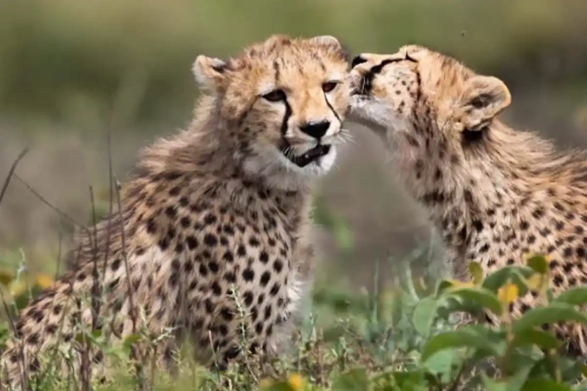 4 Day Tanzania Lodge Safari