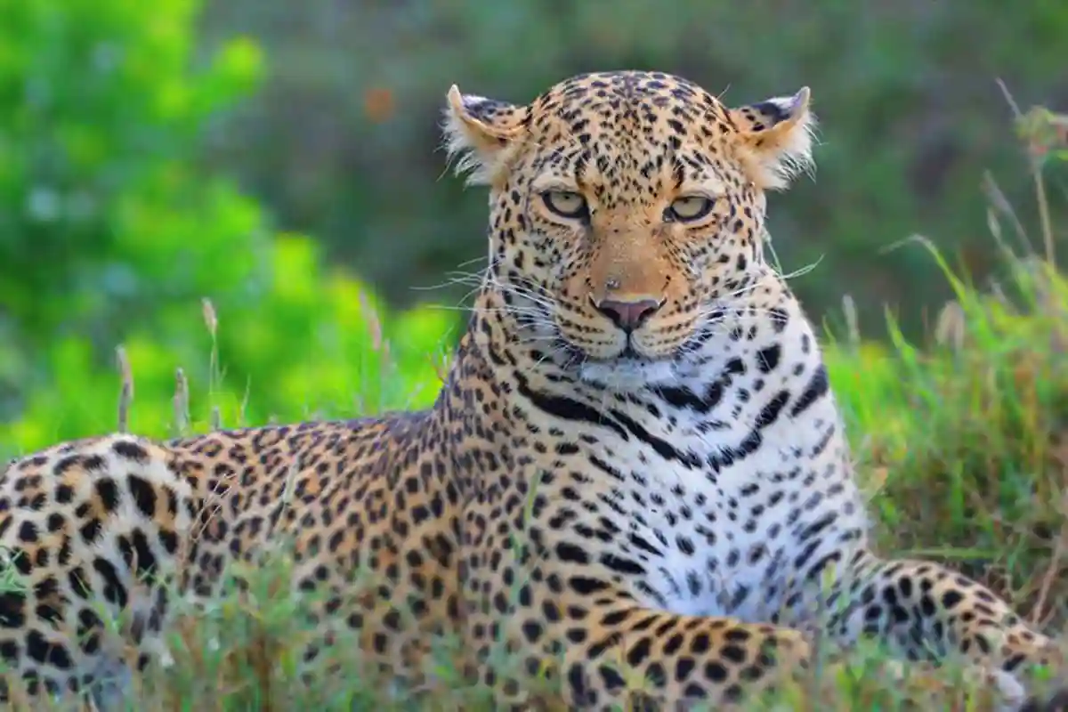 4 Day Tanzania Lodge Safari