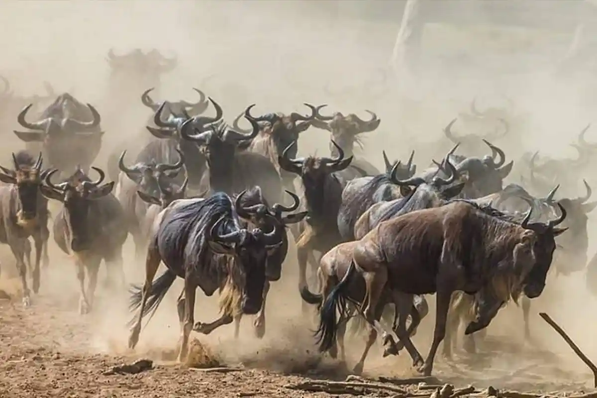 4 Days Affordable Wildebeest Migration Safari Cost 2026 - 4 Day Great Migration Safari 2026