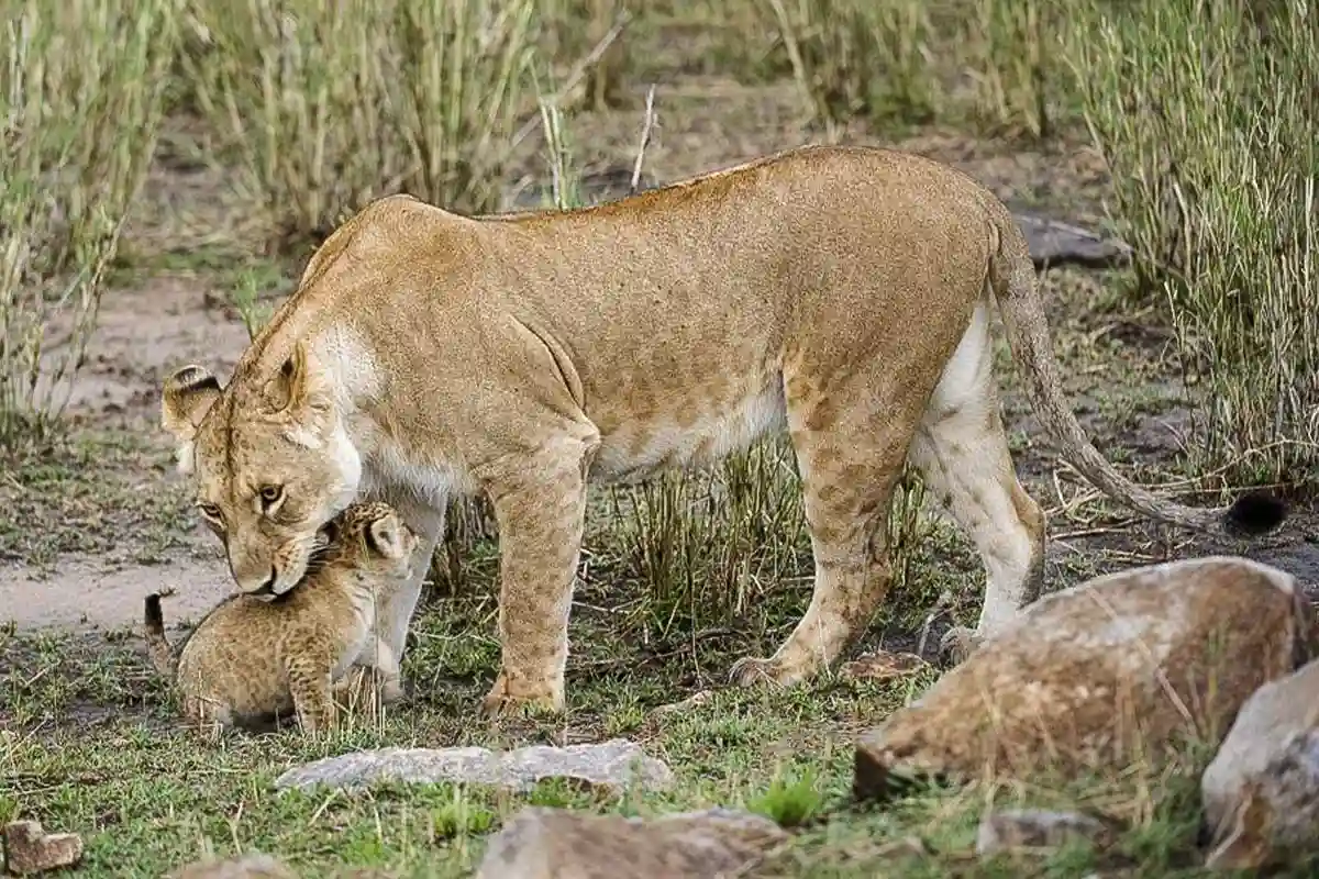 4 Days Best Luxury Lodge Safari