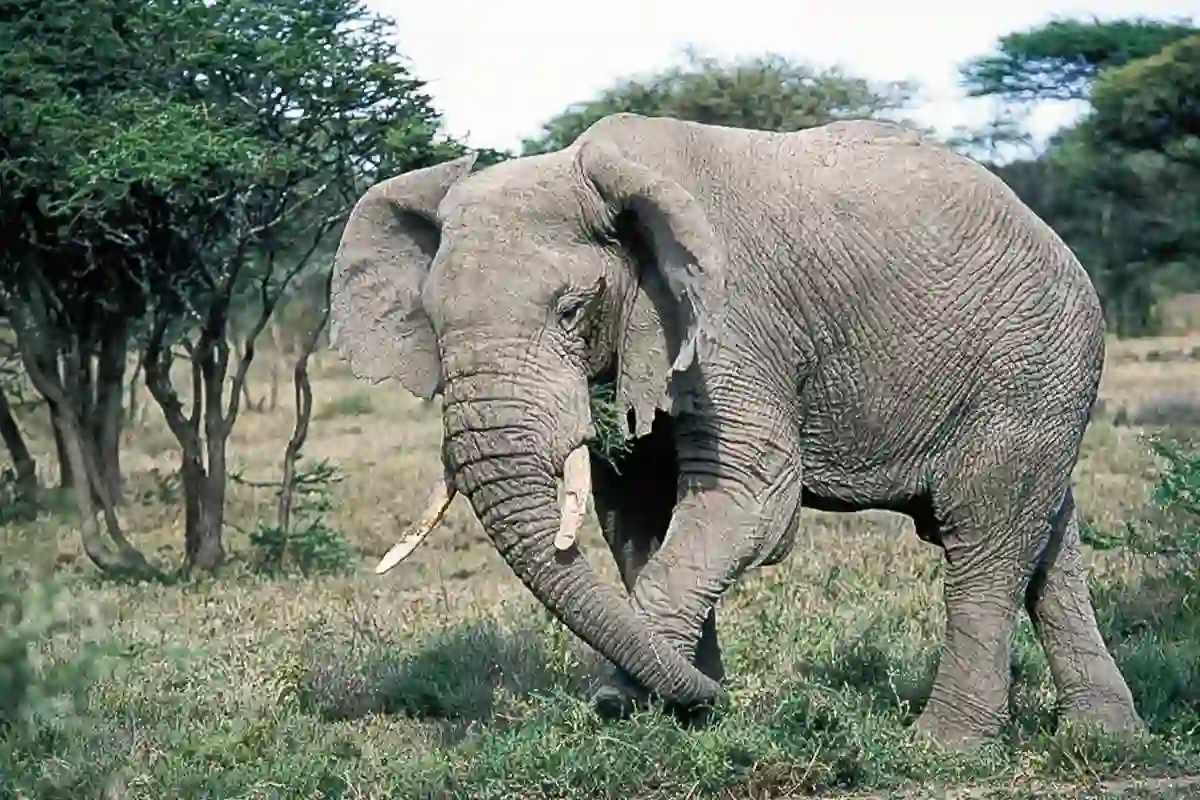 4 Days Best Luxury Lodge Safari