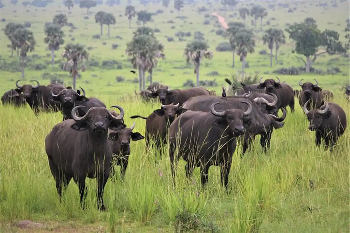 4 Days Big Five Joining Safari Tanzania | Lion, Elephant, Rhino, Leopard, Buffalo - 4 Days / 3 Nights