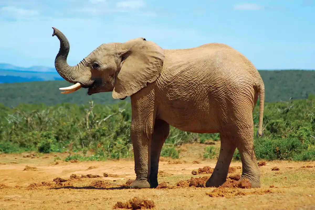 Big Five safari in Tanzania