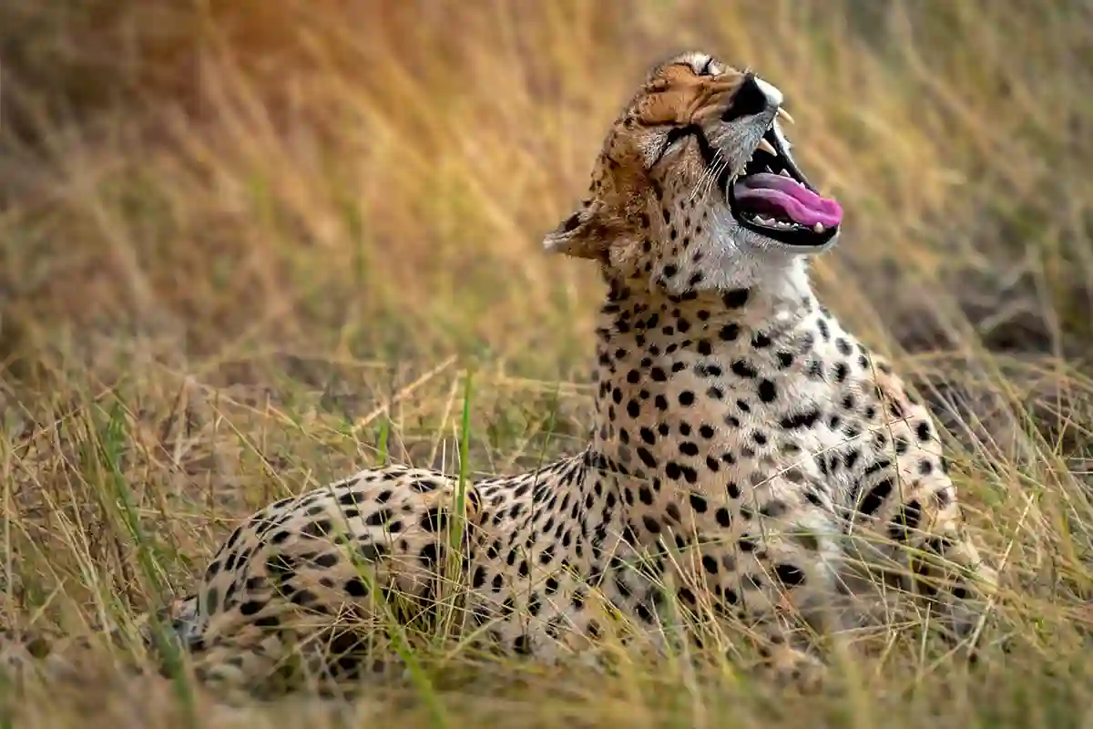4 Days Budget Camping Joining Safari | Affordable Tanzania Safari - 4 Days / 3 Nights