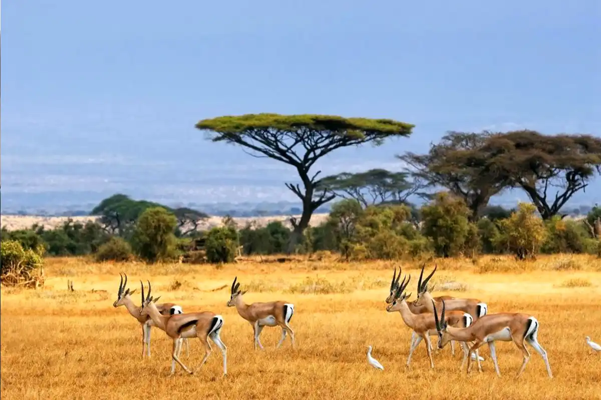 4 Days Budget Family Safari Tanzania