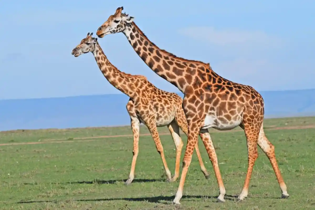 4 Days Budget Northern Circuit Safari