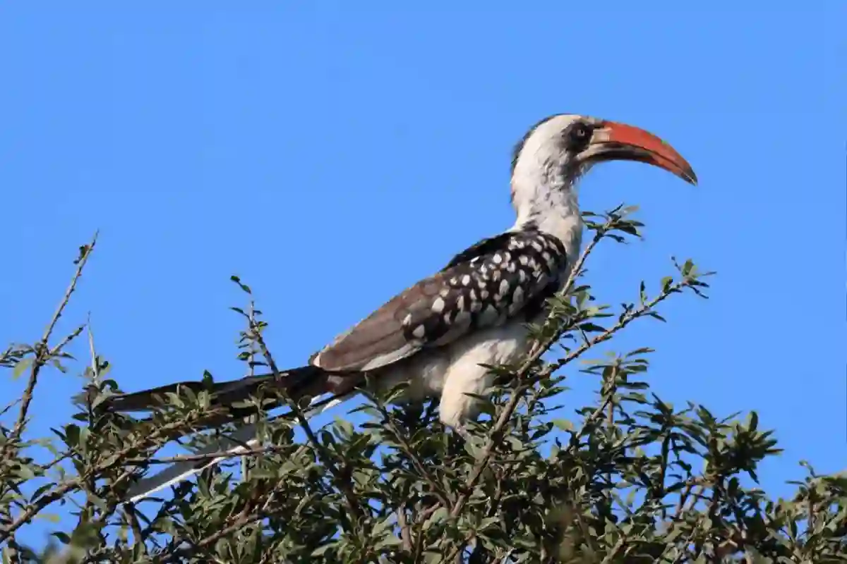 4 Days Budget Group Safari