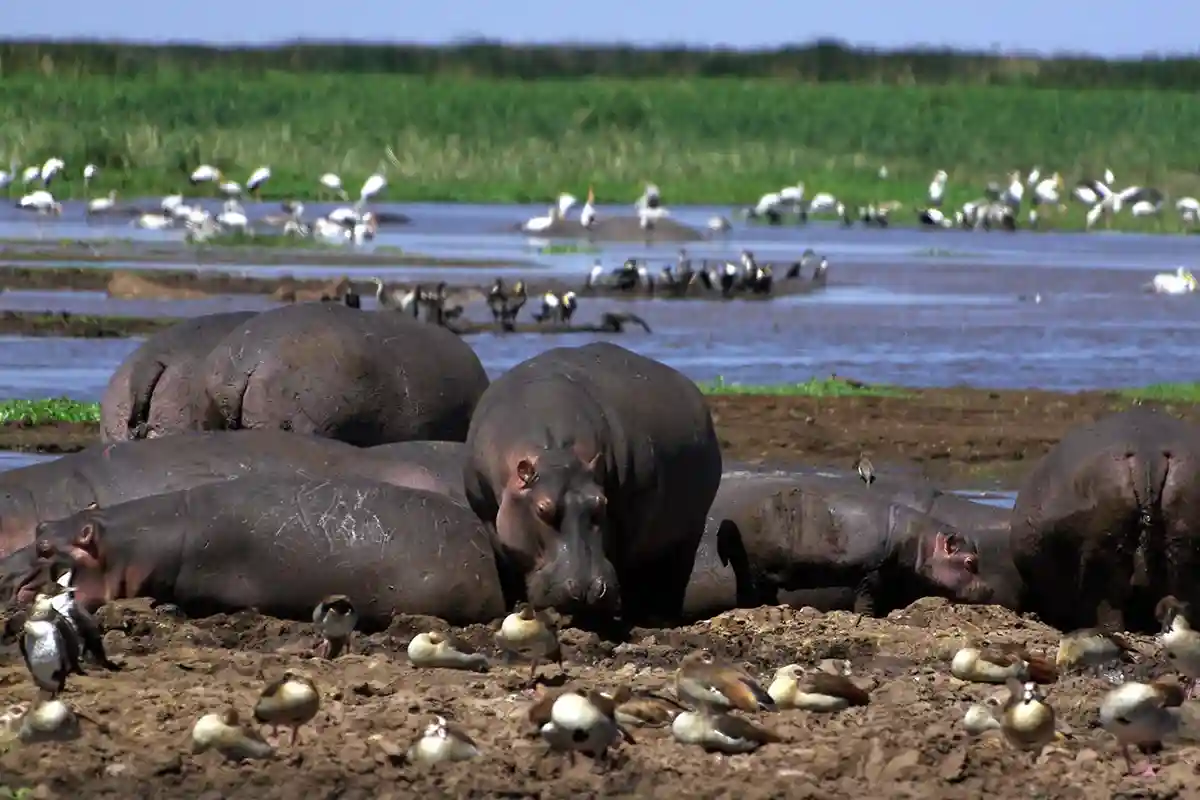 4 Days Budget Group Safari
