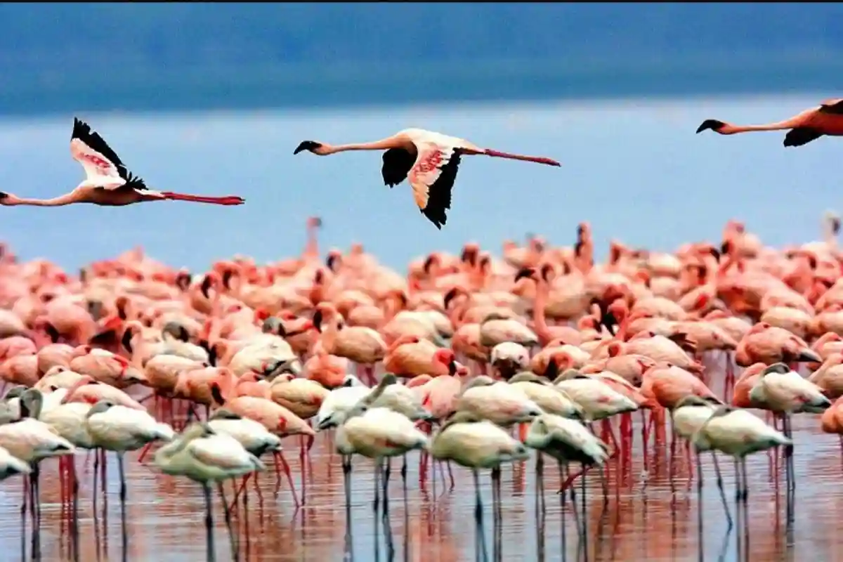 4 Days Budget Group Safari