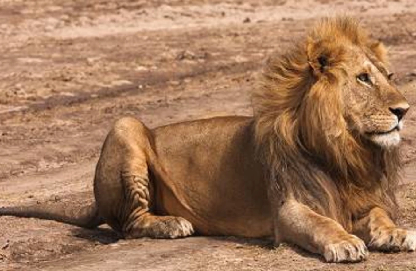 4 Days Classic Luxury Northern Circuit Safari - 4 Day Tanzania Luxury Safari 2026
