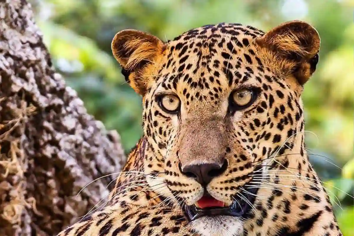 4 Days Family Luxury Safari from Zanzibar