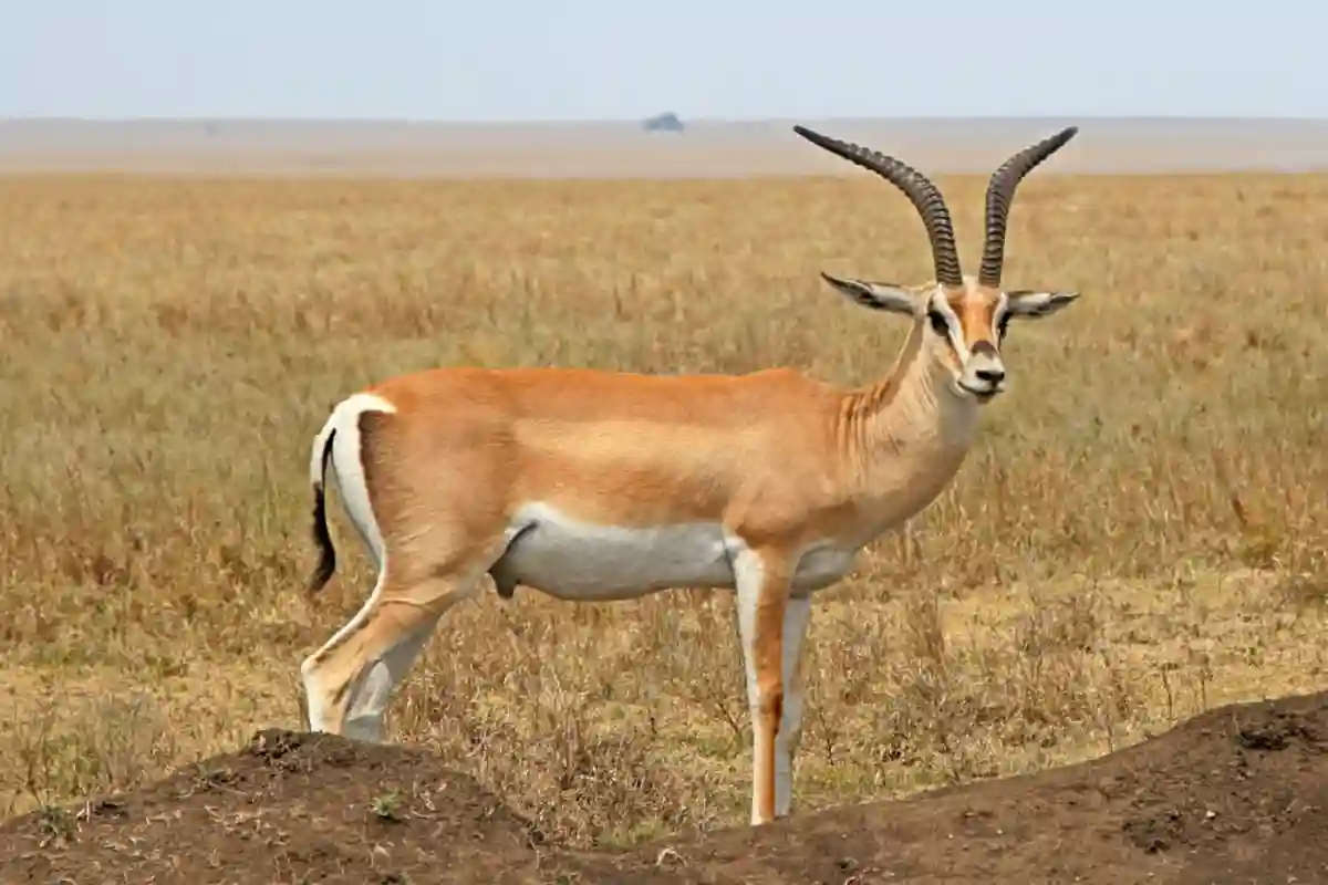 4 Days Family Luxury Safari Serengeti