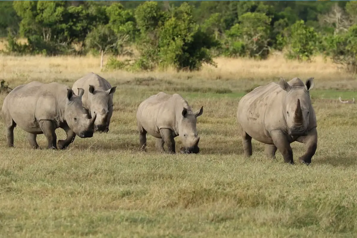 Family Luxury Safari Serengeti
