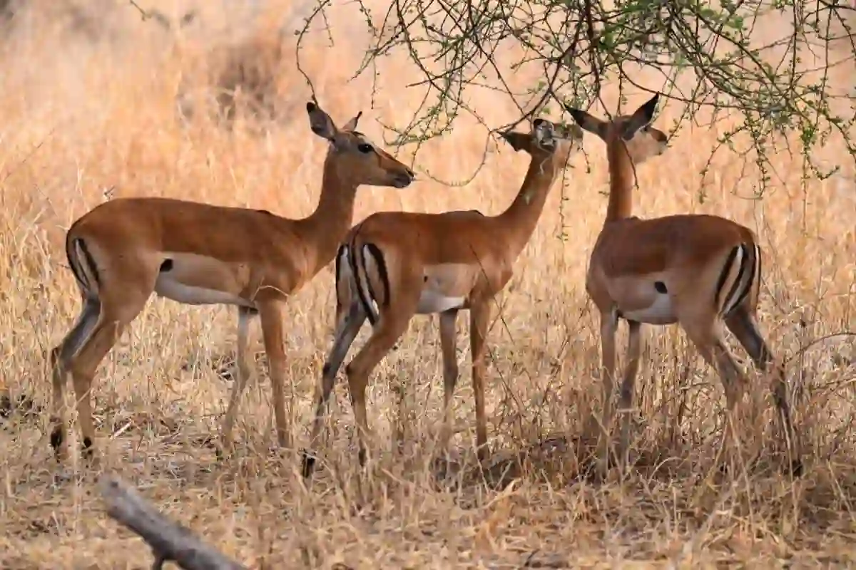 4 Days Family Safari Start Arusha
