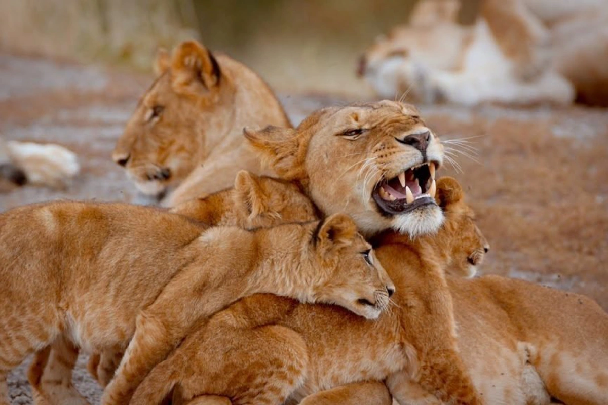 Experience 4 Days Family Safari Tanzania – Wildlife & Adventure