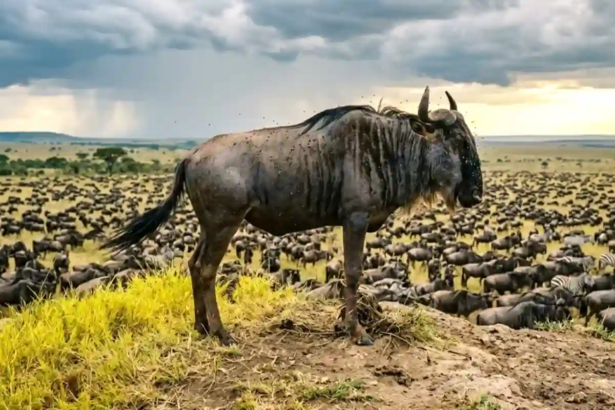 4 Days Great Migration Joining Safari | July to October | Serengeti River Crossings - 4 Days / 3 Nights