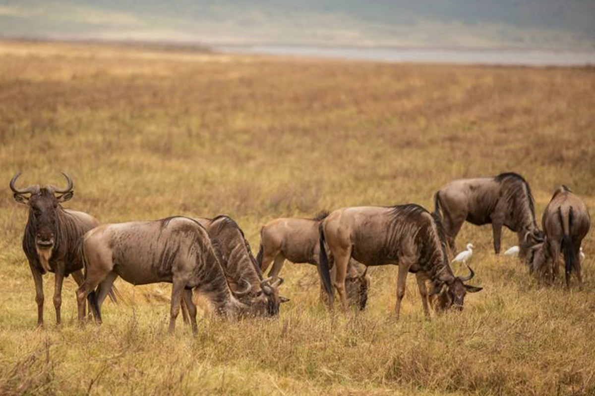 Witness 4 Days Great Migration Safari Serengeti 2026