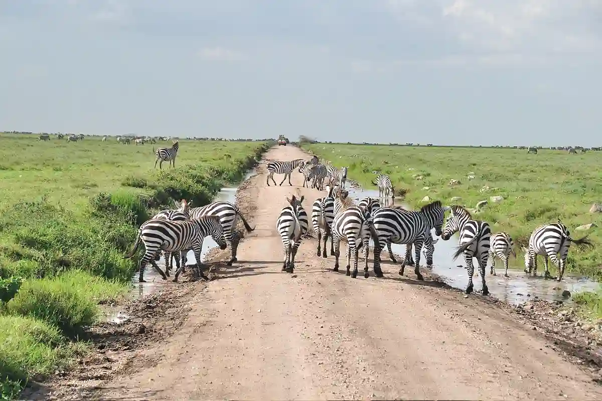 4 Days Honeymoon Luxury Safari Serengeti