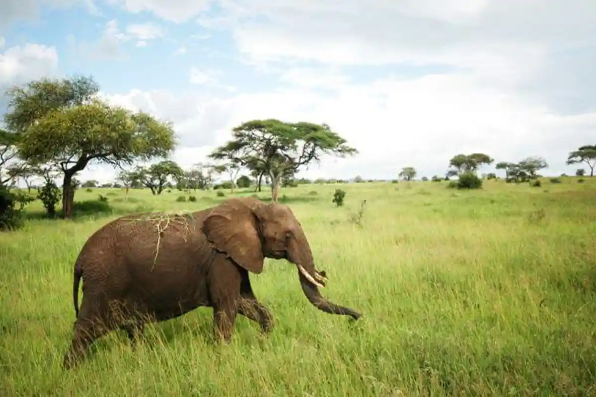 4 Days Kilimanjaro Lake Manyara Mid Range Safari