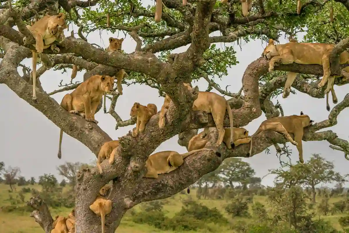 4 Days Lodge Safari Tarangire Serengeti Ngorongoro