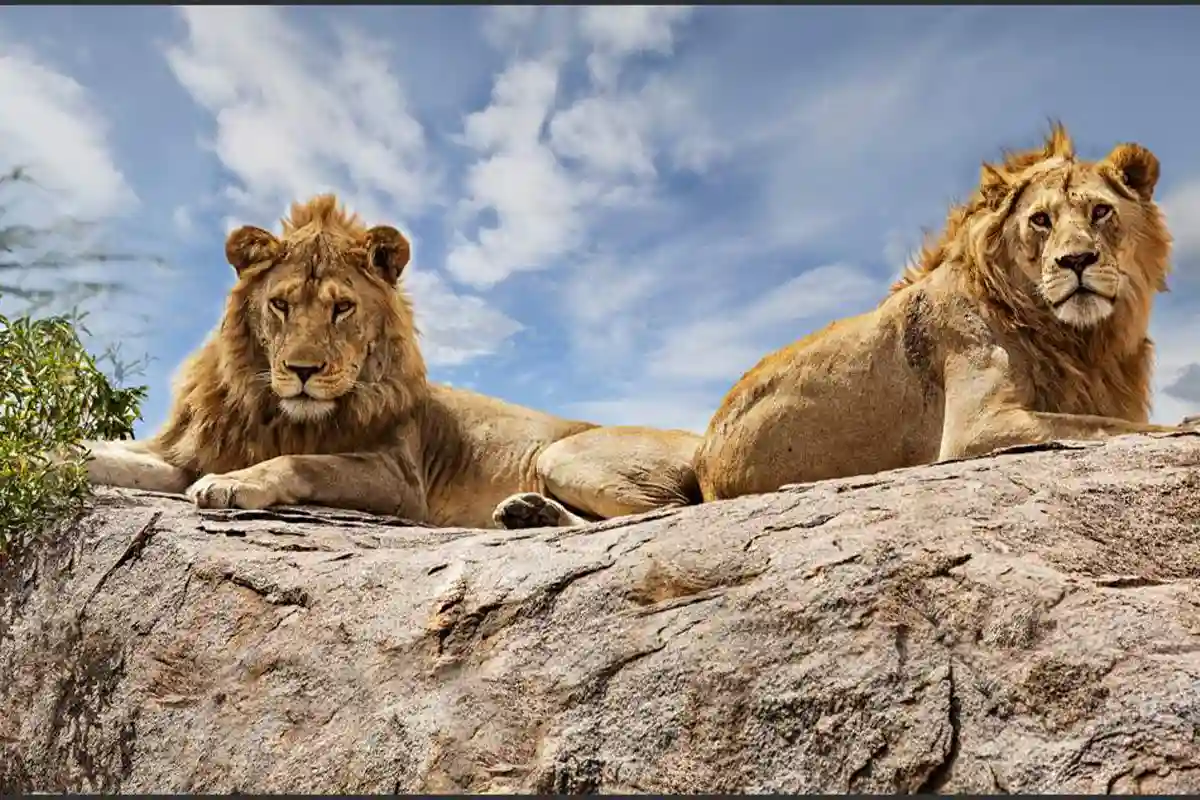 4 Days Lodge Safari Tarangire Serengeti Ngorongoro