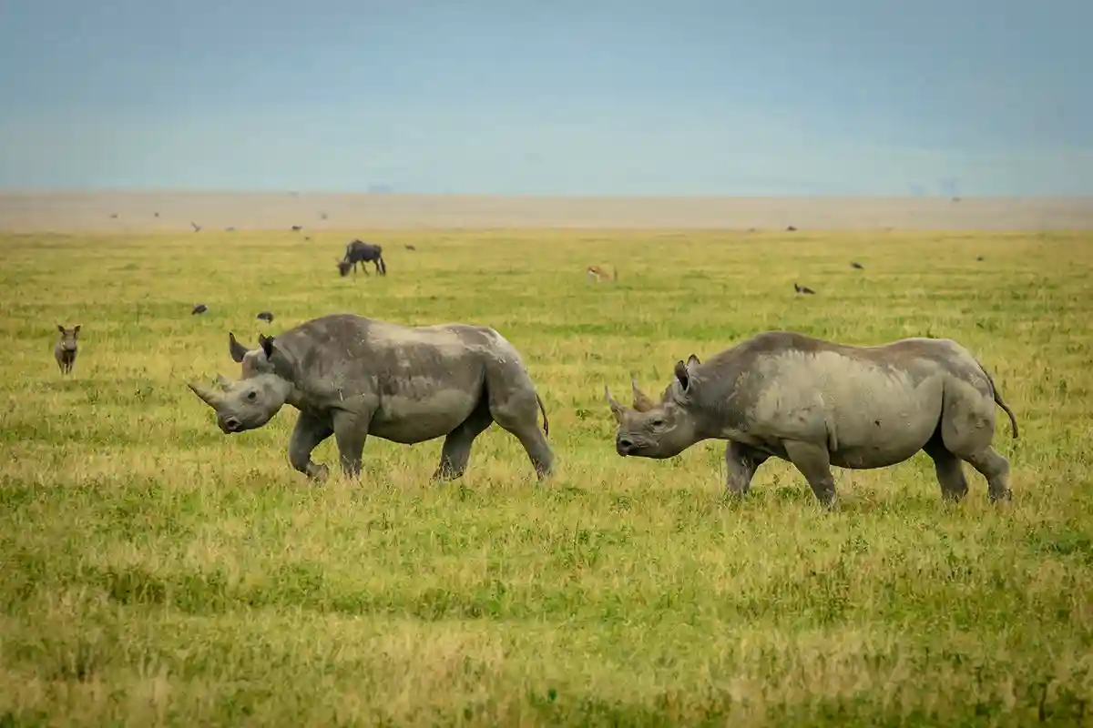 4 Days Luxury Honeymoon Safari from Moshi