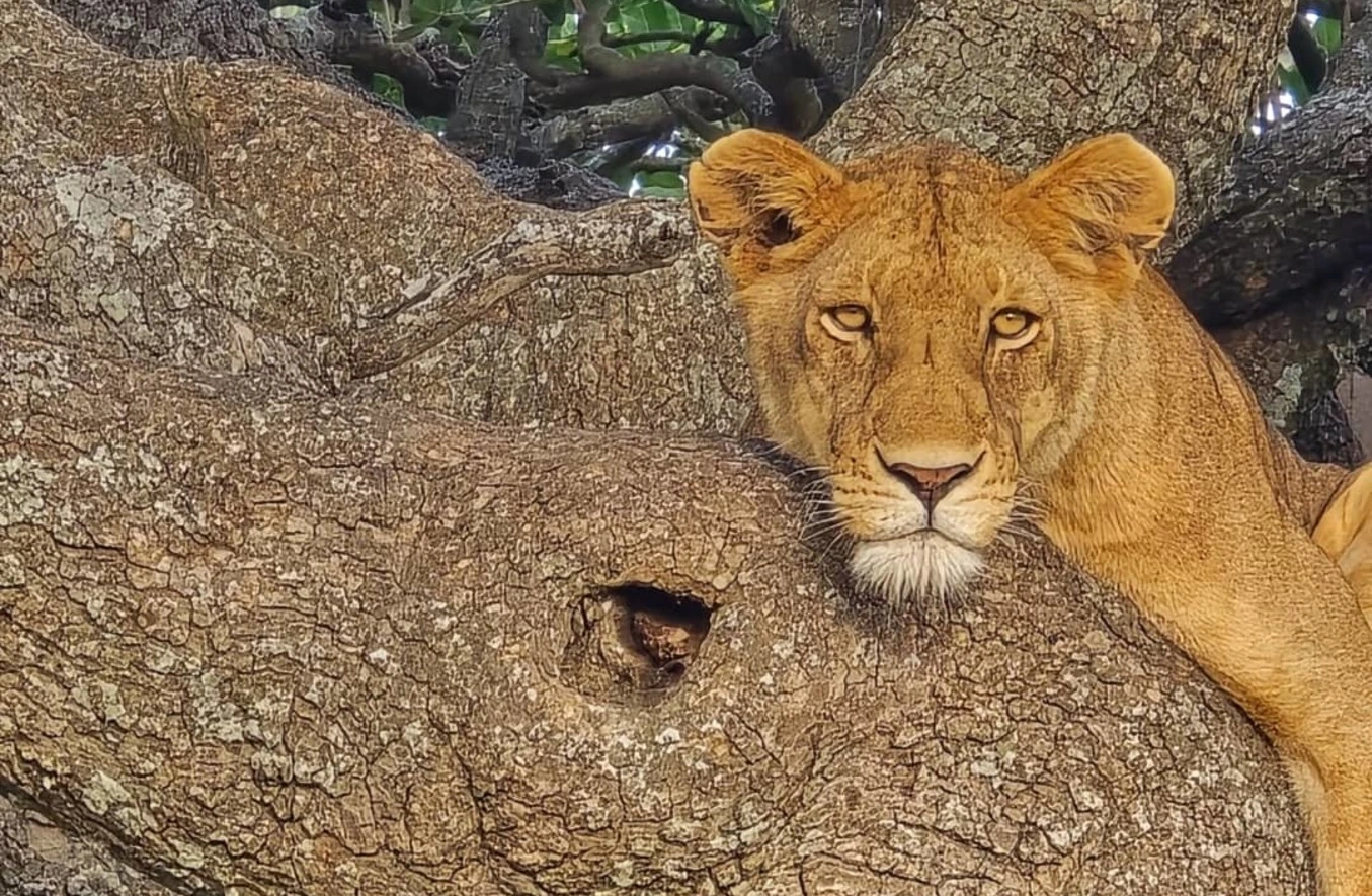 4 Days Luxury Safari from Arusha