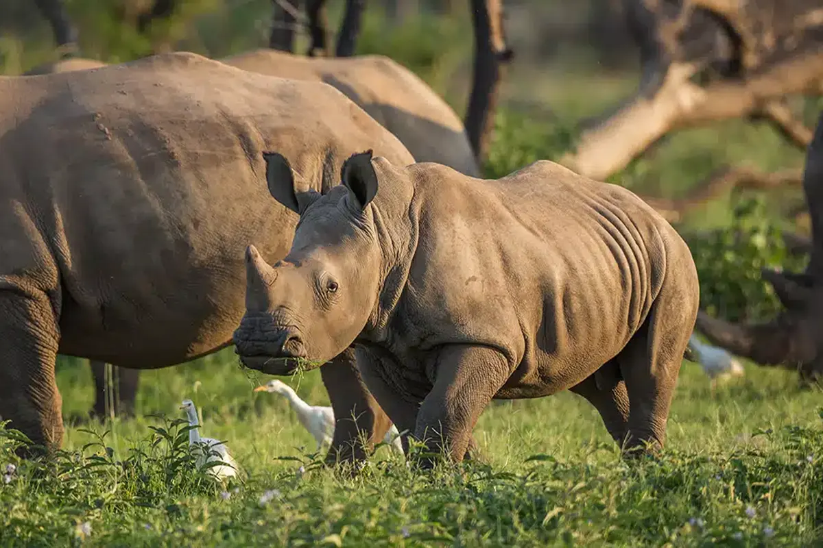4 Days Luxury Safari from Moshi - 4 Day Tanzania Luxury Safari 2026