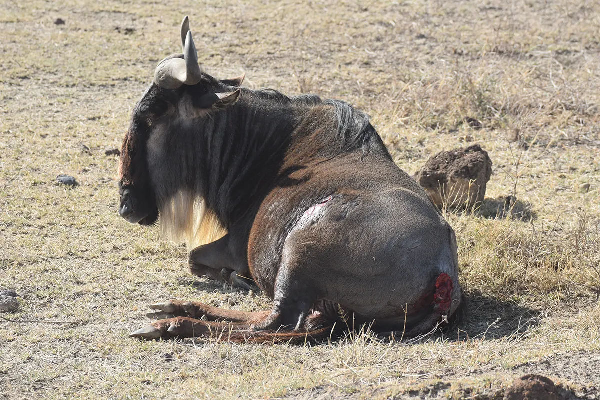 4 Days Luxury Safari Serengeti - 4 Day Tanzania Luxury Safari 2026