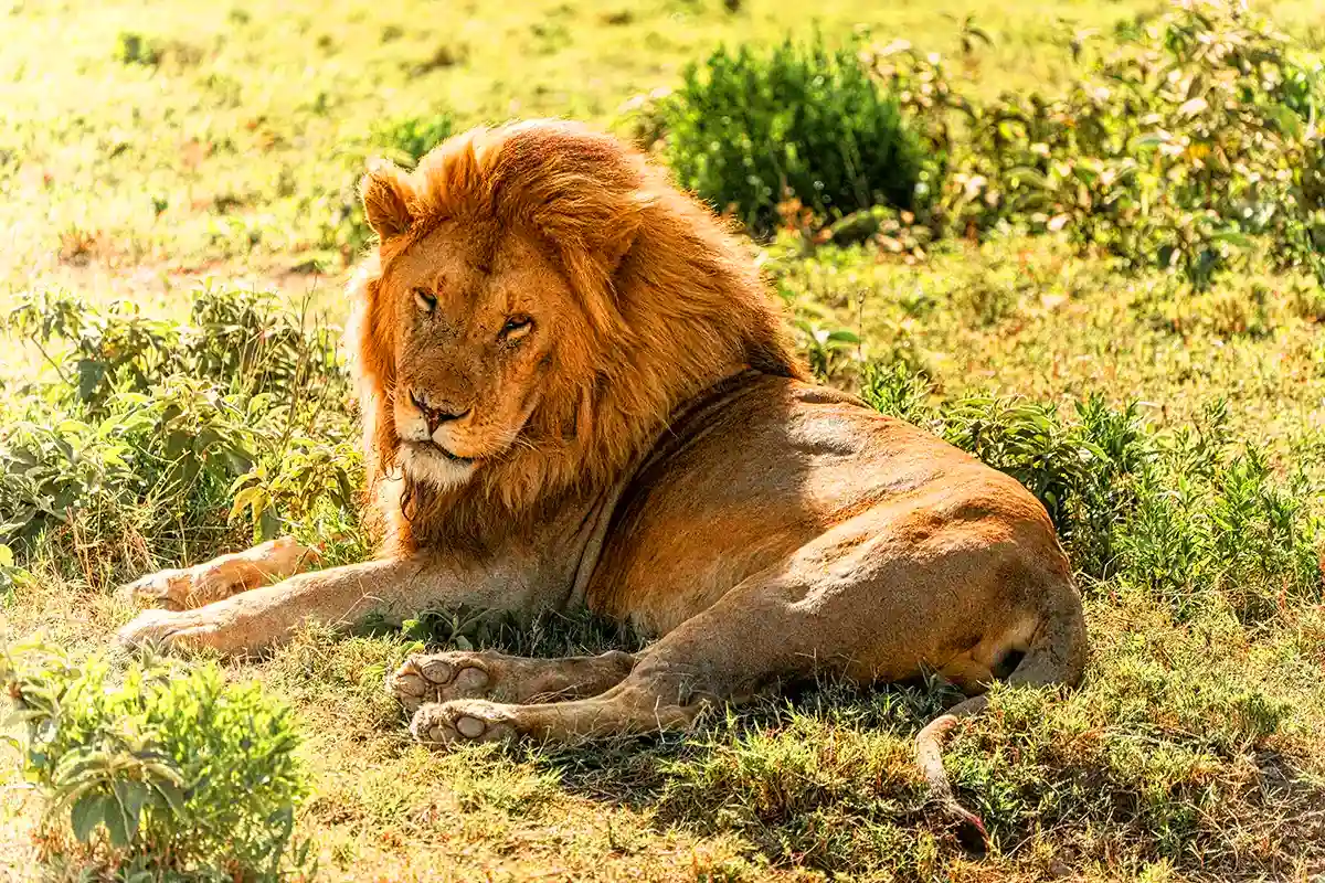 4 Days Luxury Safari Start Moshi - 4 Day Tanzania Luxury Safari 2026