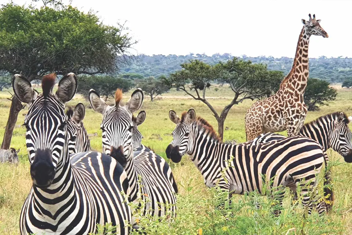4 Days Luxury Safari Tarangire - 4 Day Tanzania Luxury Safari 2026