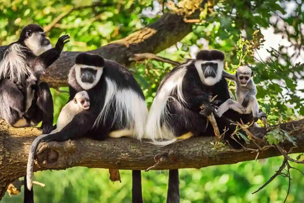 4 Days Mid Range Arusha Lake Eyasi Serengeti Safari