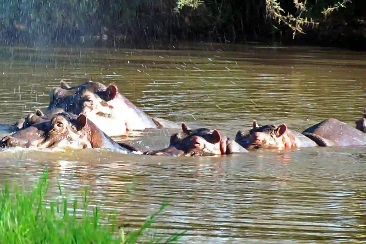 4 Days Mid-Range Lake Manyara, Serengeti & Ngorongoro