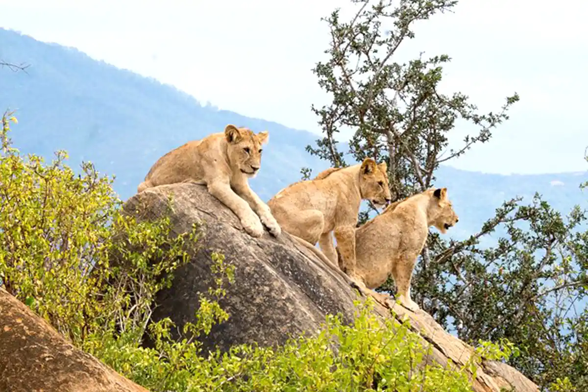 4 Days Best Mid-Range Lodge Joining Safari | Comfortable Tanzania Safari - 4 Days / 3 Nights