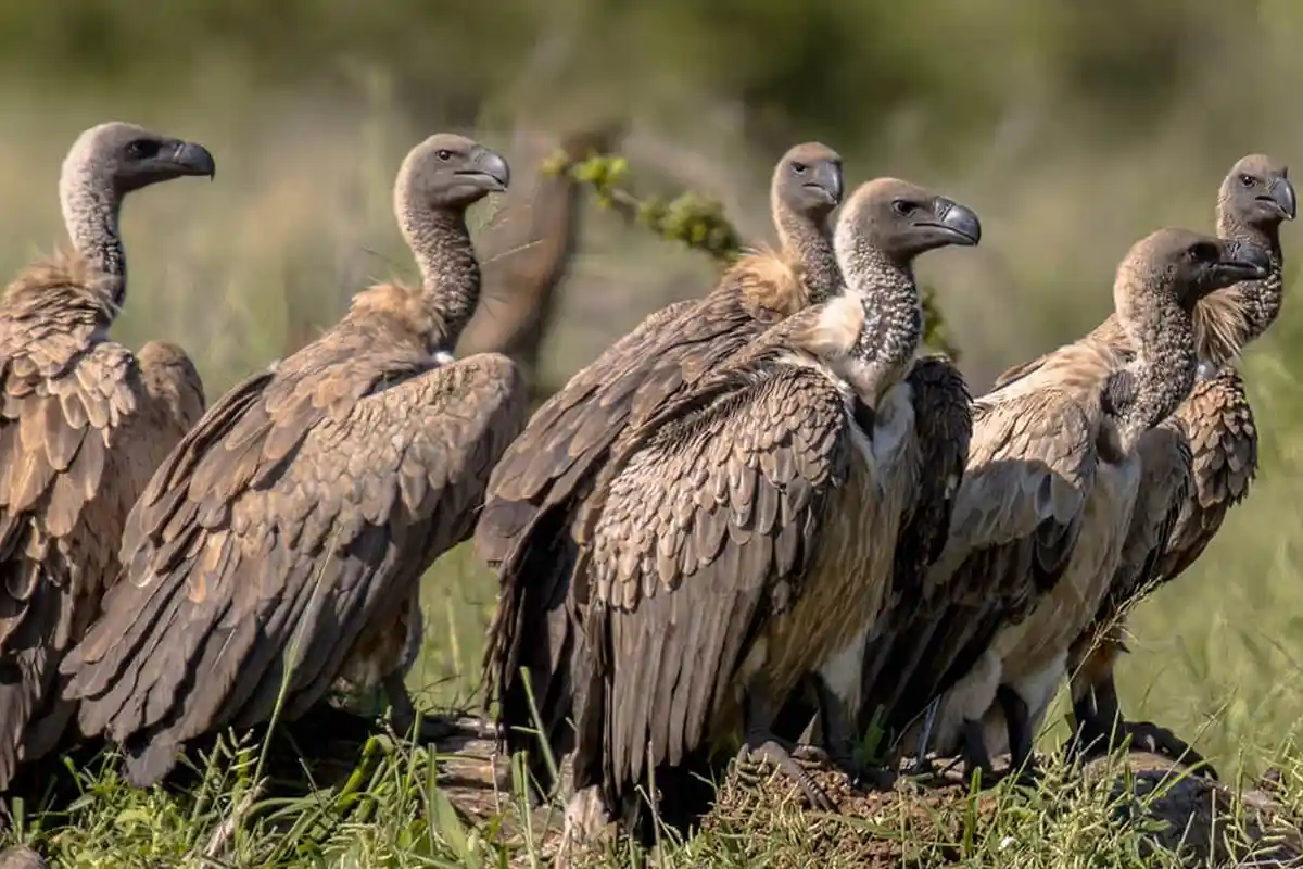 4 Days Mid-Range Serengeti Safari