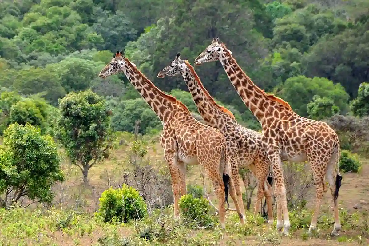 4 Days Mid-Range Tarangire & Manyara Safari