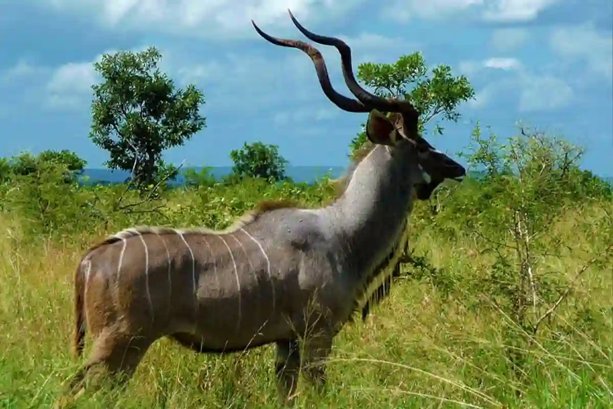 4 Days Mid-Range Tarangire, Serengeti & Ngorongoro Safari