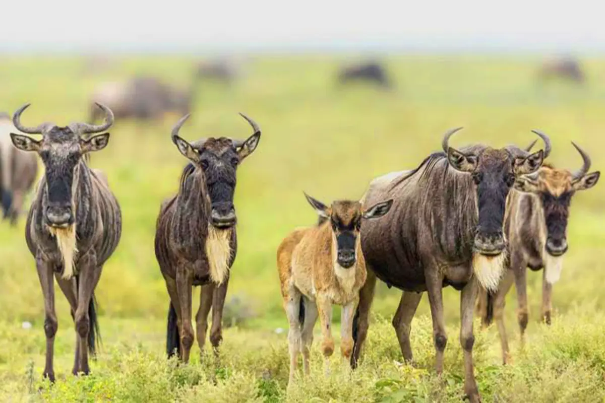 Ndutu migration safari in Tanzania