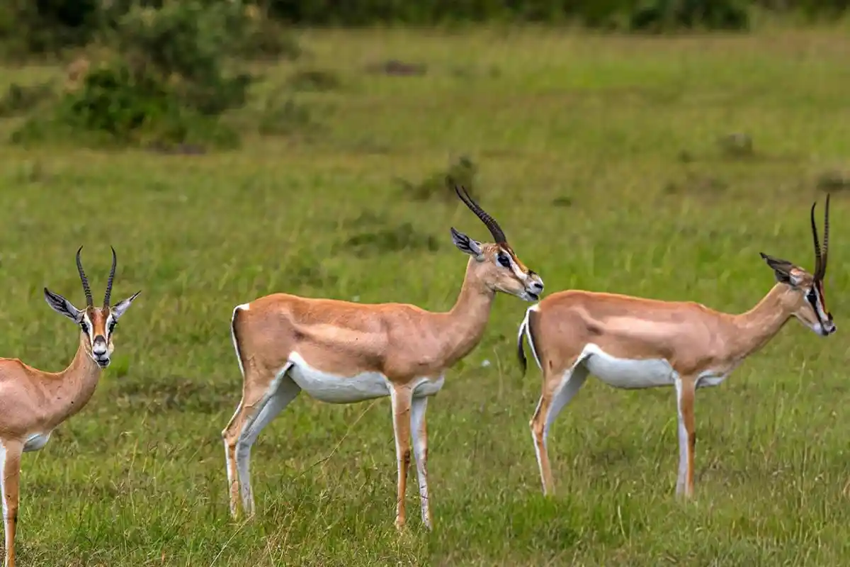 4 Days Northern Tanzania Great Migration Adventure - 4 Day Great Migration Safari 2026