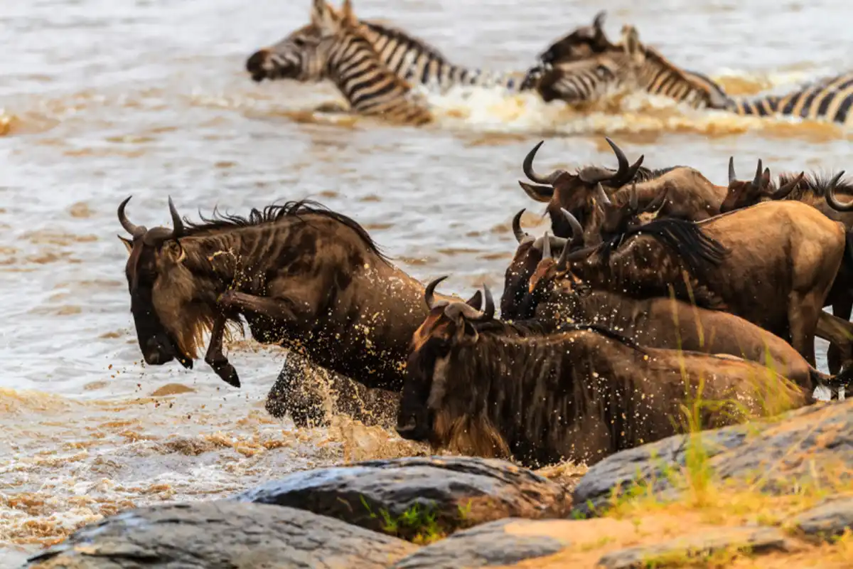 4 Days Peak Seasons to Witness the Great Migration Safari - 4 Day Great Migration Safari 2026