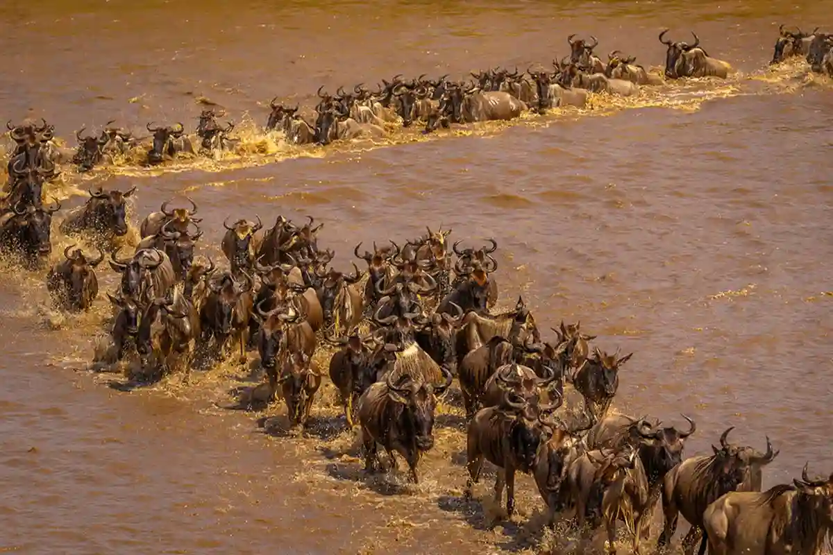 4 Days Private Mara River Crossing Migration Safari Serengeti - 4 Day Great Migration Safari 2026