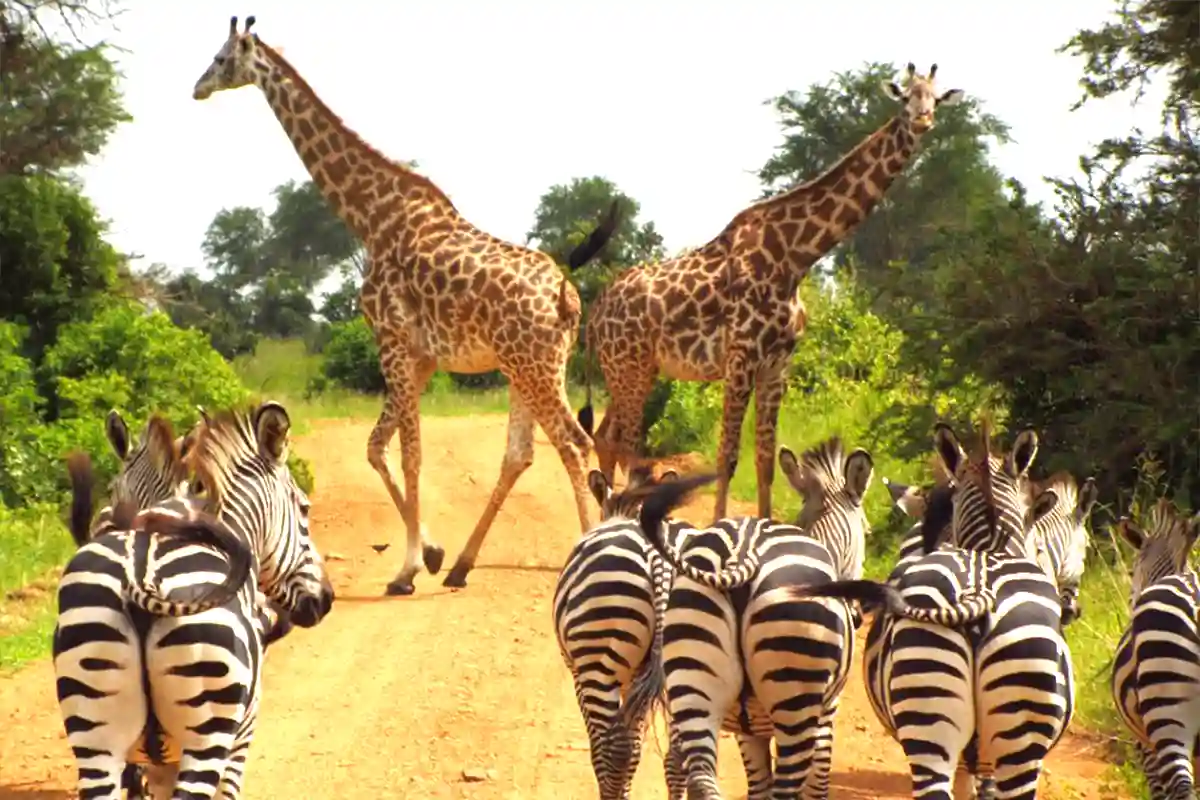 4 Days Private Safari from Zanzibar