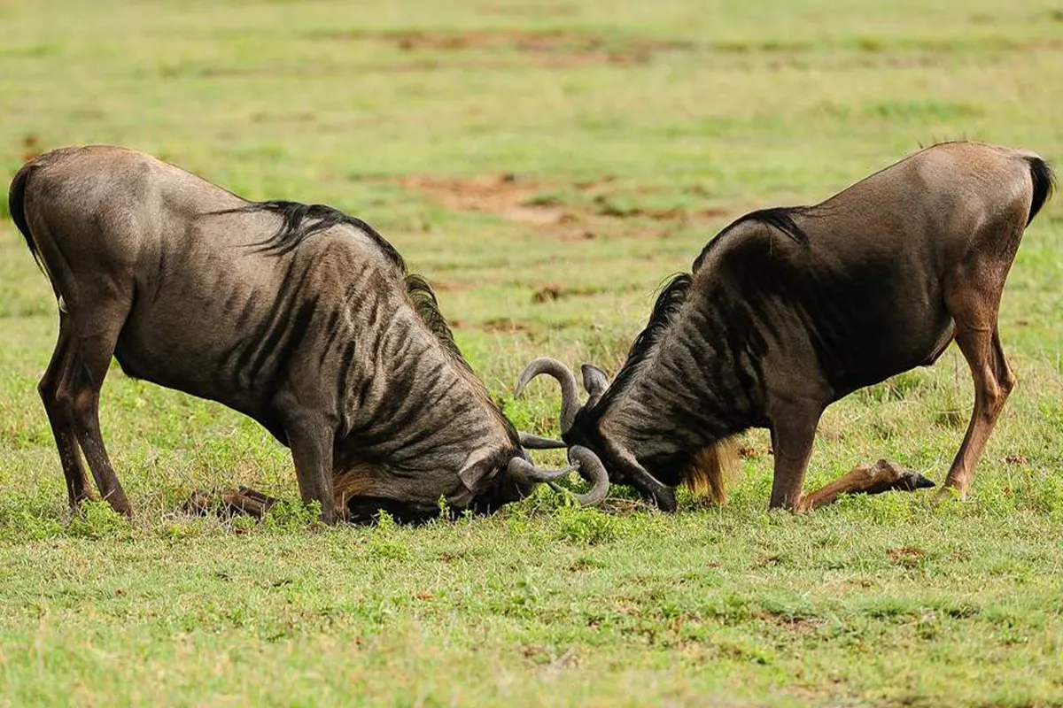 4 Days Private Safari from Zanzibar - 4 Day Tanzania Luxury Safari 2026