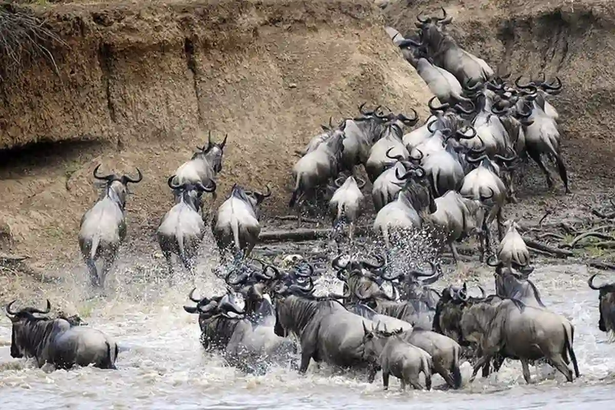 4 Days River Crossing Migration Safari - 4 Day Great Migration Safari 2026